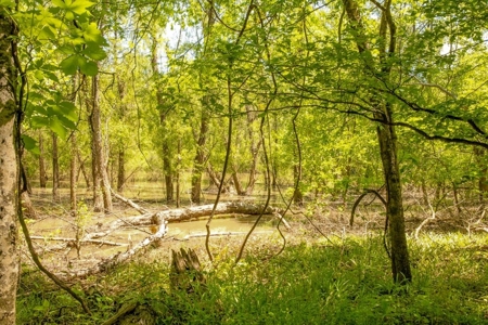 850 Acres Waterfront Hunting Land for Sale, Port Gibson, MS - image 23