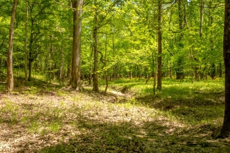 850 Acres Waterfront Hunting Land for Sale, Port Gibson, MS - image 36