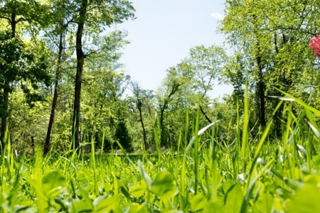 850 Acres Waterfront Hunting Land for Sale, Port Gibson, MS - image 15