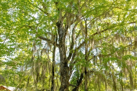 850 Acres Waterfront Hunting Land for Sale, Port Gibson, MS - image 2