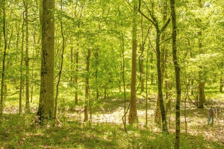 850 Acres Waterfront Hunting Land for Sale, Port Gibson, MS - image 29