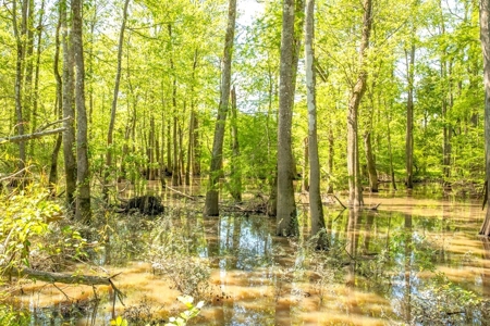 850 Acres Waterfront Hunting Land for Sale, Port Gibson, MS - image 8