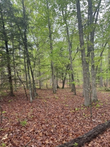 Texas County Missouri Recreational Property for Sale - image 13