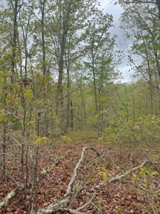 Texas County Missouri Recreational Property for Sale - image 10