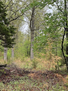 Texas County Missouri Recreational Property for Sale - image 15