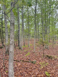 Texas County Missouri Recreational Property for Sale - image 12