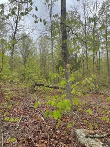 Texas County Missouri Recreational Property for Sale - image 11