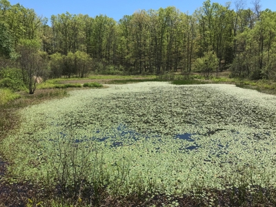Texas County Missouri Recreational Property for Sale - image 19