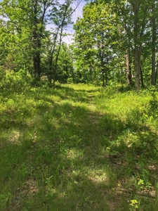 Land For Sale Morgan County Mo - image 13