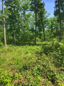 Land For Sale Morgan County Mo - image 6