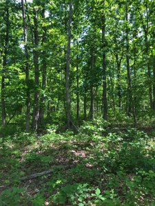 Land For Sale Morgan County Mo - image 8