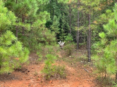 15.58 Wooded Acres Near Blackstock, South Carolina - image 3