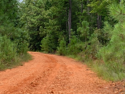 15.58 Wooded Acres Near Blackstock, South Carolina - image 4
