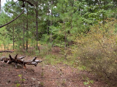 15.58 Wooded Acres Near Blackstock, South Carolina - image 6