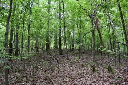 Land For Sale in East Texas With Creek and Waterfall - image 12