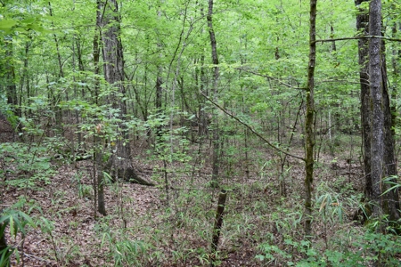 Land For Sale in East Texas With Creek and Waterfall - image 10