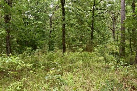 Land For Sale in East Texas With Creek and Waterfall - image 13