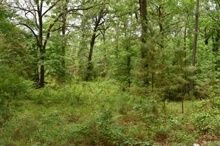 Land For Sale in East Texas With Creek and Waterfall - image 14