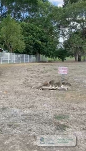 Lot For Sale In Coronado Golf, In Front Of The Course - image 3