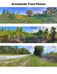 Timberland near U of  Florida with Development Potential - image 6