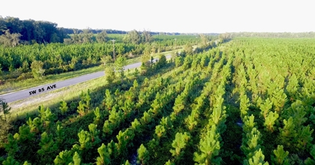 Timberland near U of  Florida with Development Potential - image 9