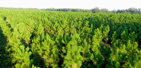 Timberland near U of  Florida with Development Potential - image 7