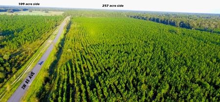 Timberland near U of  Florida with Development Potential - image 11