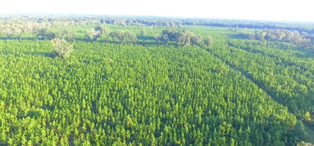 Timberland near U of  Florida with Development Potential - image 10