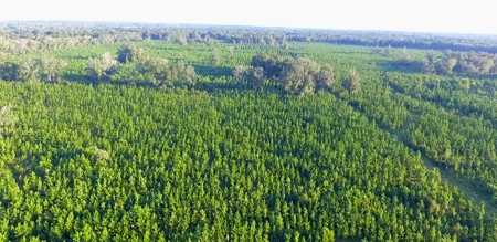 Timberland near U of  Florida with Development Potential - image 8