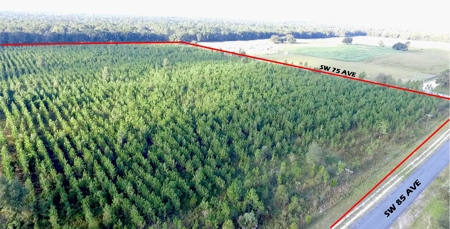 Timberland near U of  Florida with Development Potential - image 5
