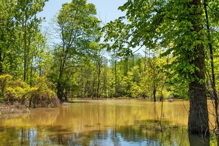 Riverfront Hunting Land for Sale, Port Gibson, MS - image 15