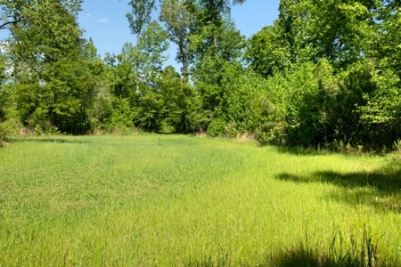 Riverfront Hunting Land for Sale, Port Gibson, MS - image 2