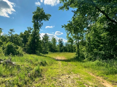 Riverfront Hunting Land for Sale, Port Gibson, MS - image 21