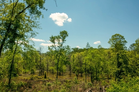 Riverfront Hunting Land for Sale, Port Gibson, MS - image 13