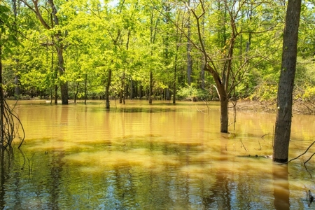 Riverfront Hunting Land for Sale, Port Gibson, MS - image 16