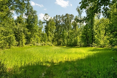 Riverfront Hunting Land for Sale, Port Gibson, MS - image 7