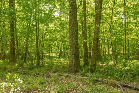 Riverfront Hunting Land for Sale, Port Gibson, MS - image 5