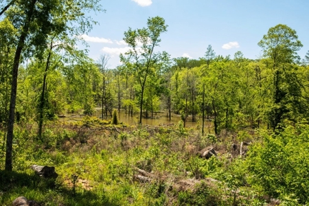 Riverfront Hunting Land for Sale, Port Gibson, MS - image 12