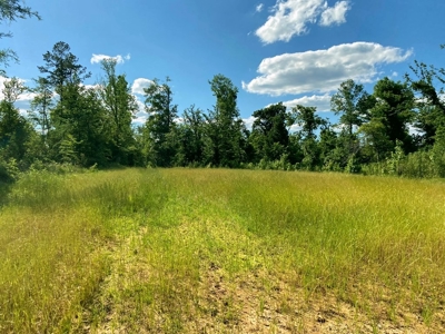Riverfront Hunting Land for Sale, Port Gibson, MS - image 19