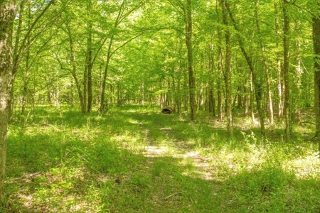 Riverfront Hunting Land for Sale, Port Gibson, MS - image 4