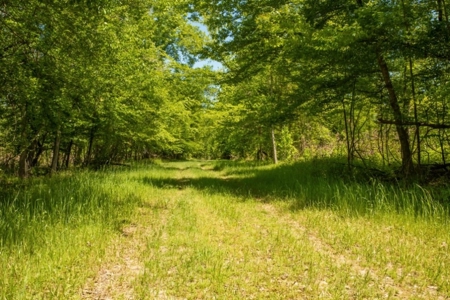 Riverfront Hunting Land for Sale, Port Gibson, MS - image 17