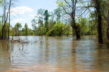 Riverfront Hunting Land for Sale, Port Gibson, MS - image 8