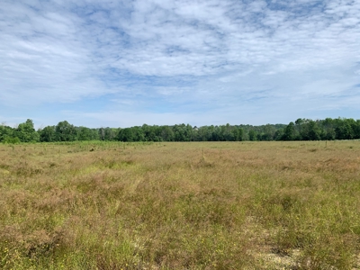 Crop Land - River Bottom - Secluded - Hunting - Liberty, Ky. - image 14