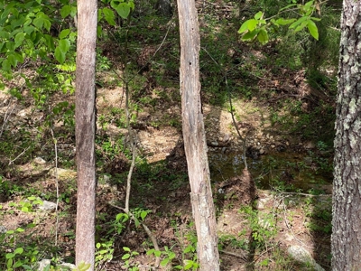 Vacant Land for Farming with Lots of Timber - image 9
