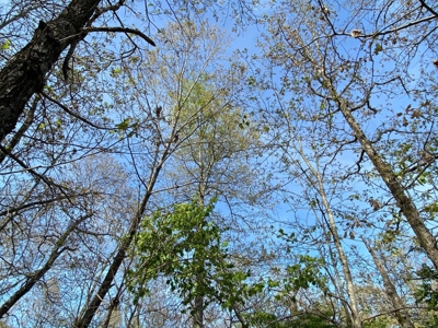Vacant Land for Farming with Lots of Timber - image 3