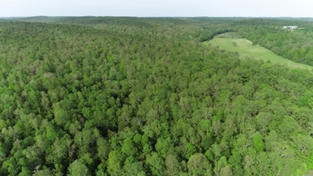 Vacant Land for Farming with Lots of Timber - image 17