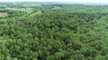 Vacant Land for Farming with Lots of Timber - image 20