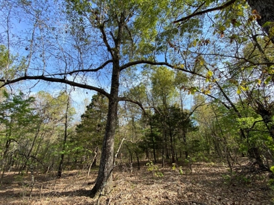 Vacant Land for Farming with Lots of Timber - image 6