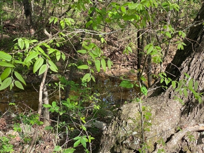 Vacant Land for Farming with Lots of Timber - image 2