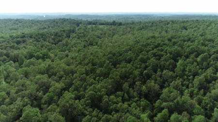 Vacant Land for Farming with Lots of Timber - image 19